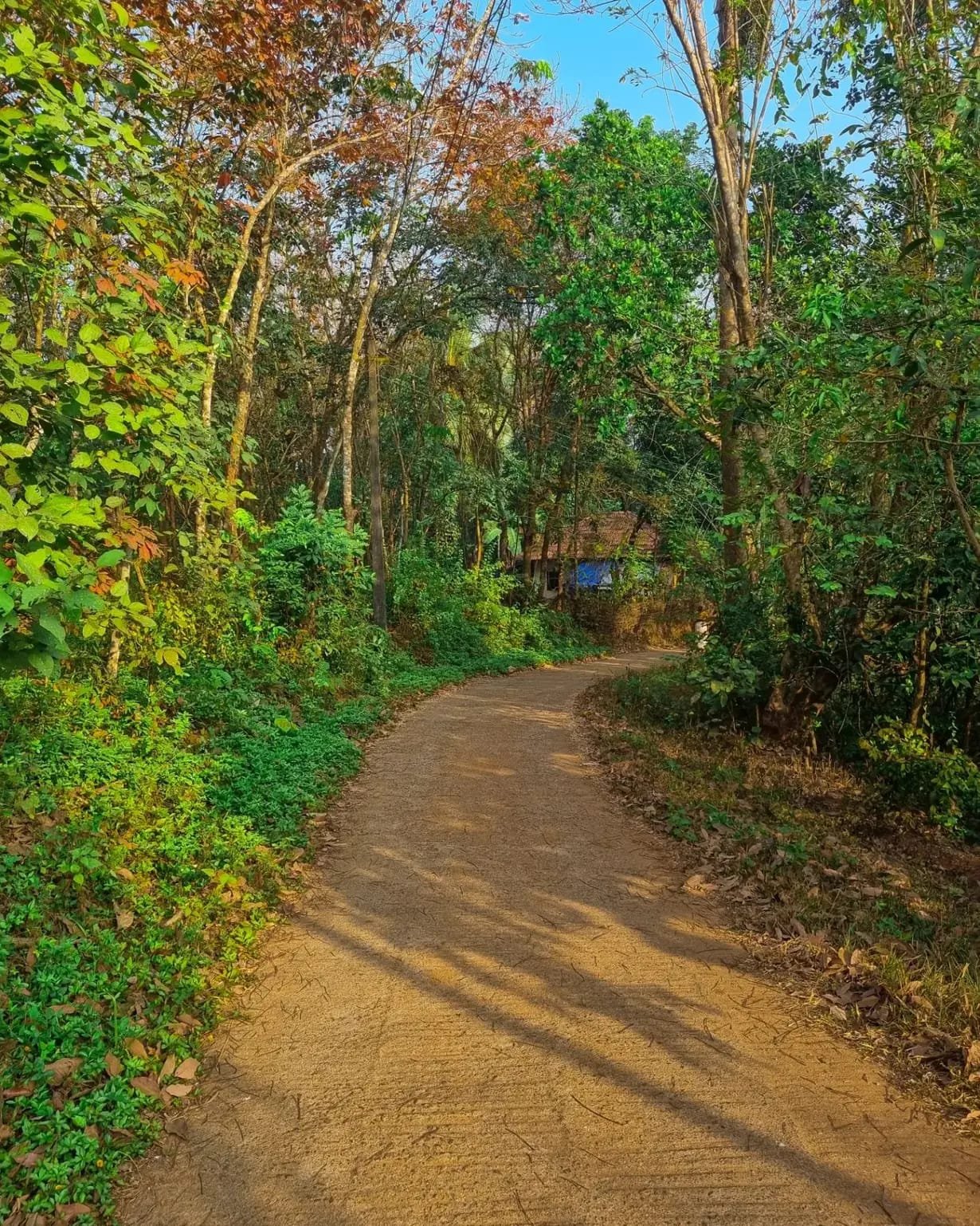 Aranya Farm — Forest Path